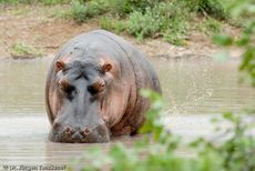 Flusspferd (93 von 104).jpg